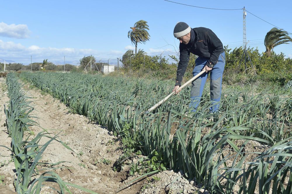 Huertos ecológicos en Elche