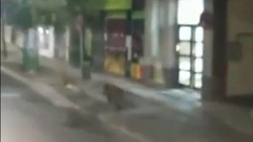 Un jabalí corriendo por la calle Santander sorprende a un conductor zaragozano