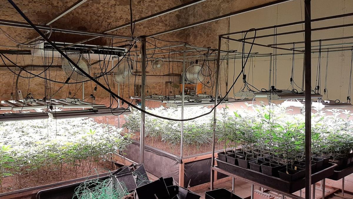 La plantació de marihuana trobada a la masia de Castellolí