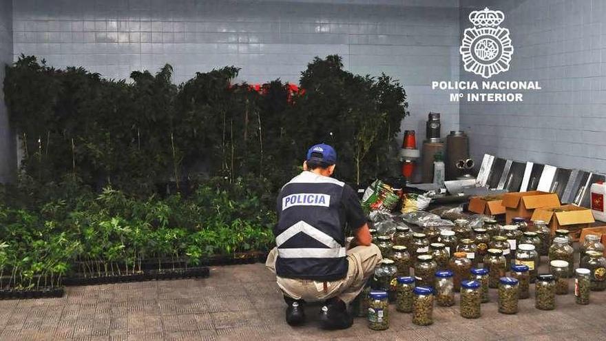 Plantas, cogollos y resto de material incautado. // Policía Nacional