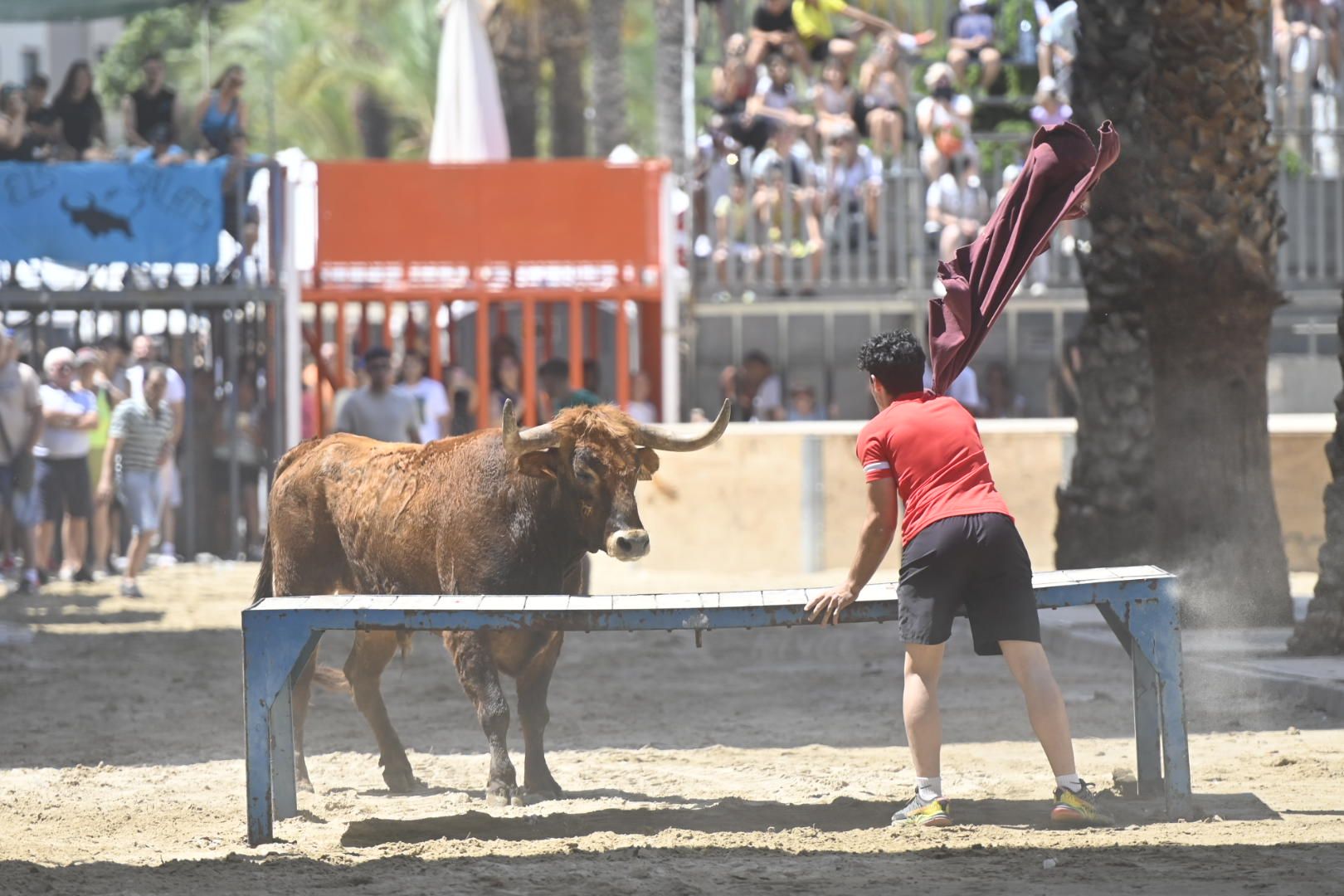 El ‘bou’ toma protagonismo mañana, tarde y noche en el Grau en fiestas