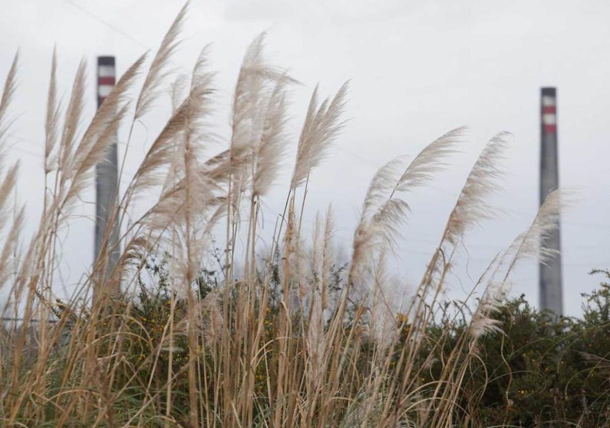 Los plumeros expulsan a las aves