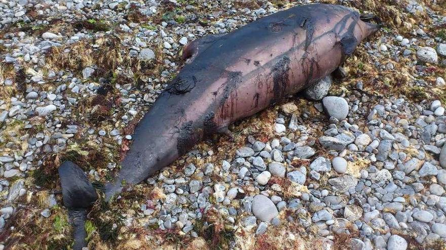 El ejemplar de delfín listado que apareció muerto en la Isla de la Tortuga.