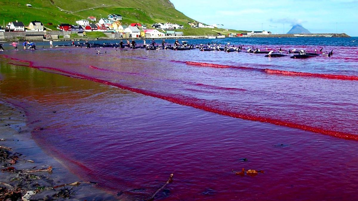 500 ballenas piloto masacradas en una semana desatan polémica en las islas Feroe