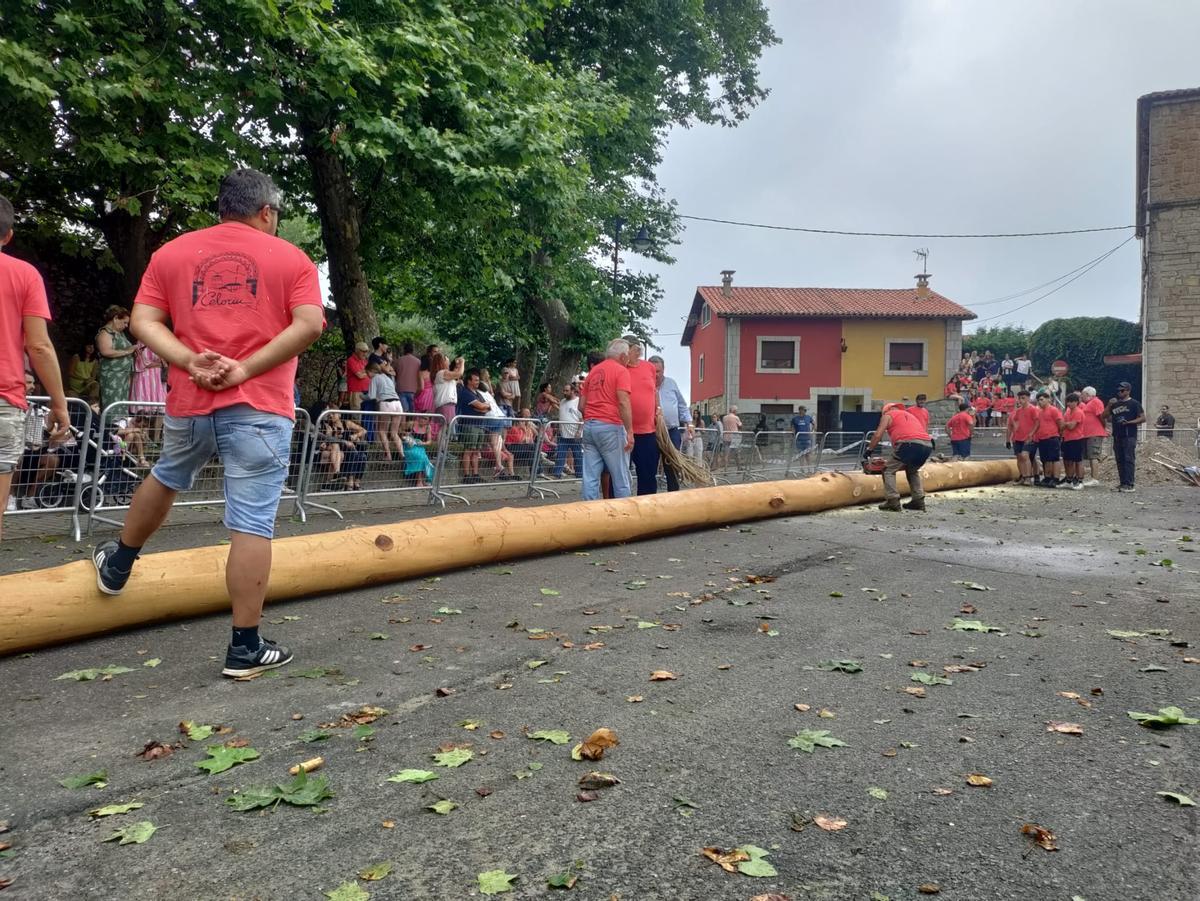 Celoriu planta la hoguera