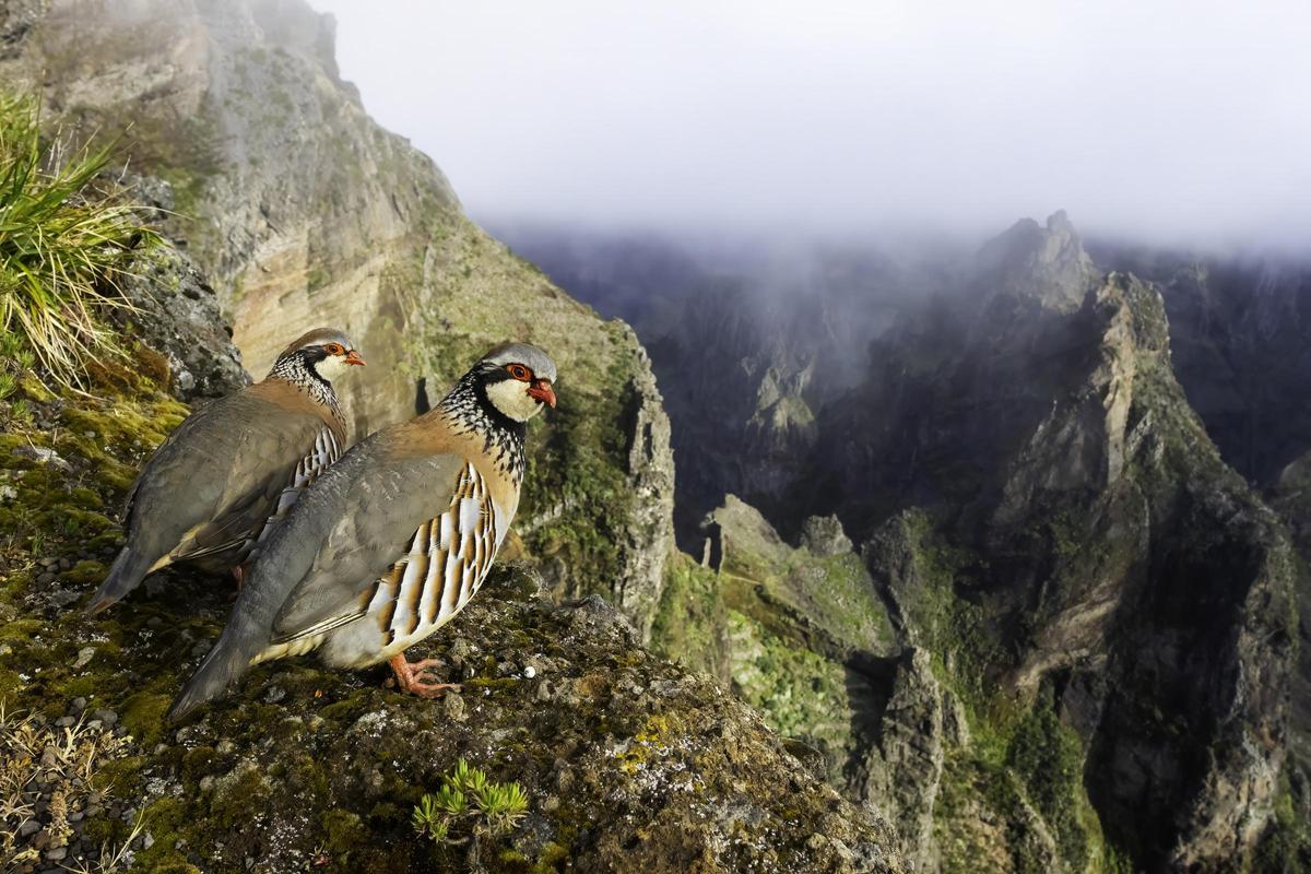 'Perdiz de montaña', de Fernando Prieto García, imagen ganadora del premio absoluto del Concurso de Fotografía 'Las Aves Silvestres', en FIO.