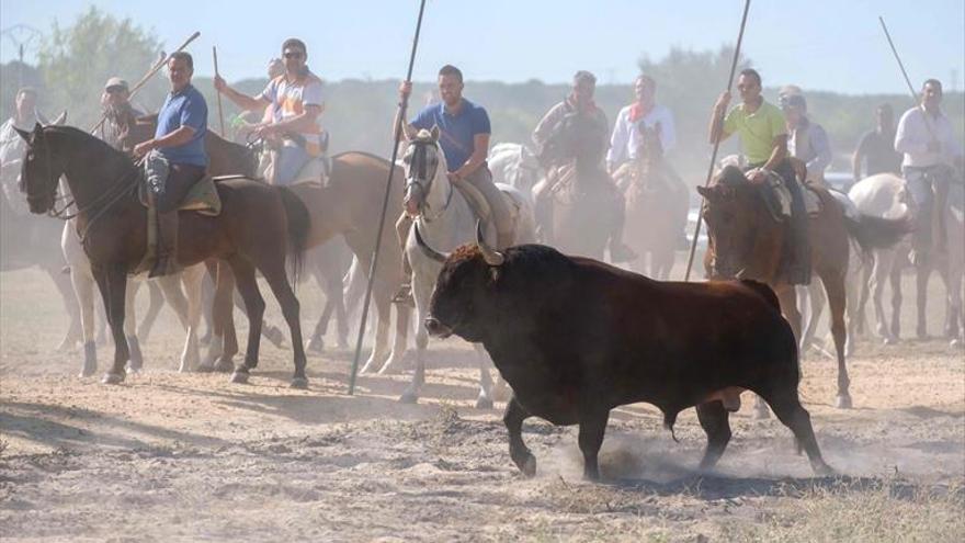 El Supremo ratifica el veto a alancear el Toro de la Vega