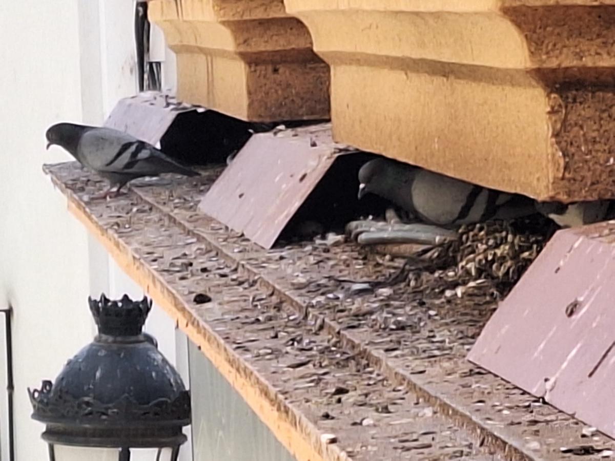 Fotogalería | Los vecinos del Casco Antiguo de Badajoz se quejan de las palomas