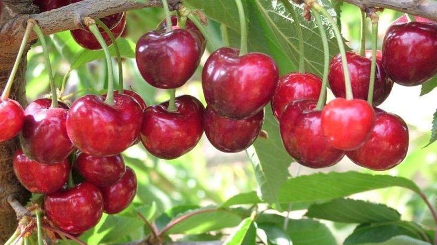 Detenida una mujer por robar de 300kg de cerezas en Mequinenza.