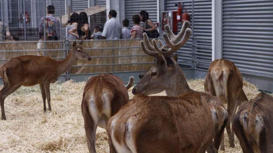 Ciervos en una de las ferias de ganado celebradas en la capital en las fiestas de San Pedro.