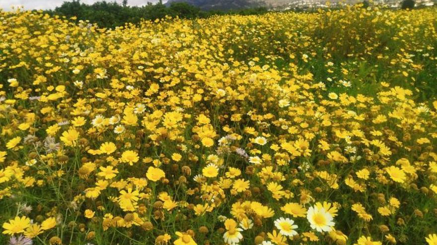 Explosión de flores en Xàbia | A. P. F.