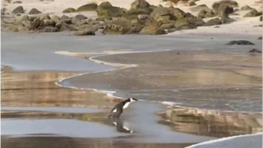 Un primo lejano del pingüino busca refugio en la Illa do Santo