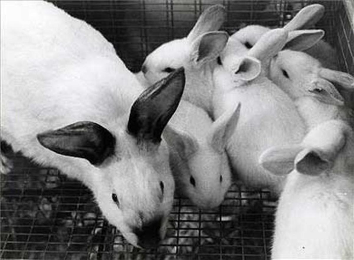 Un grup de conills.