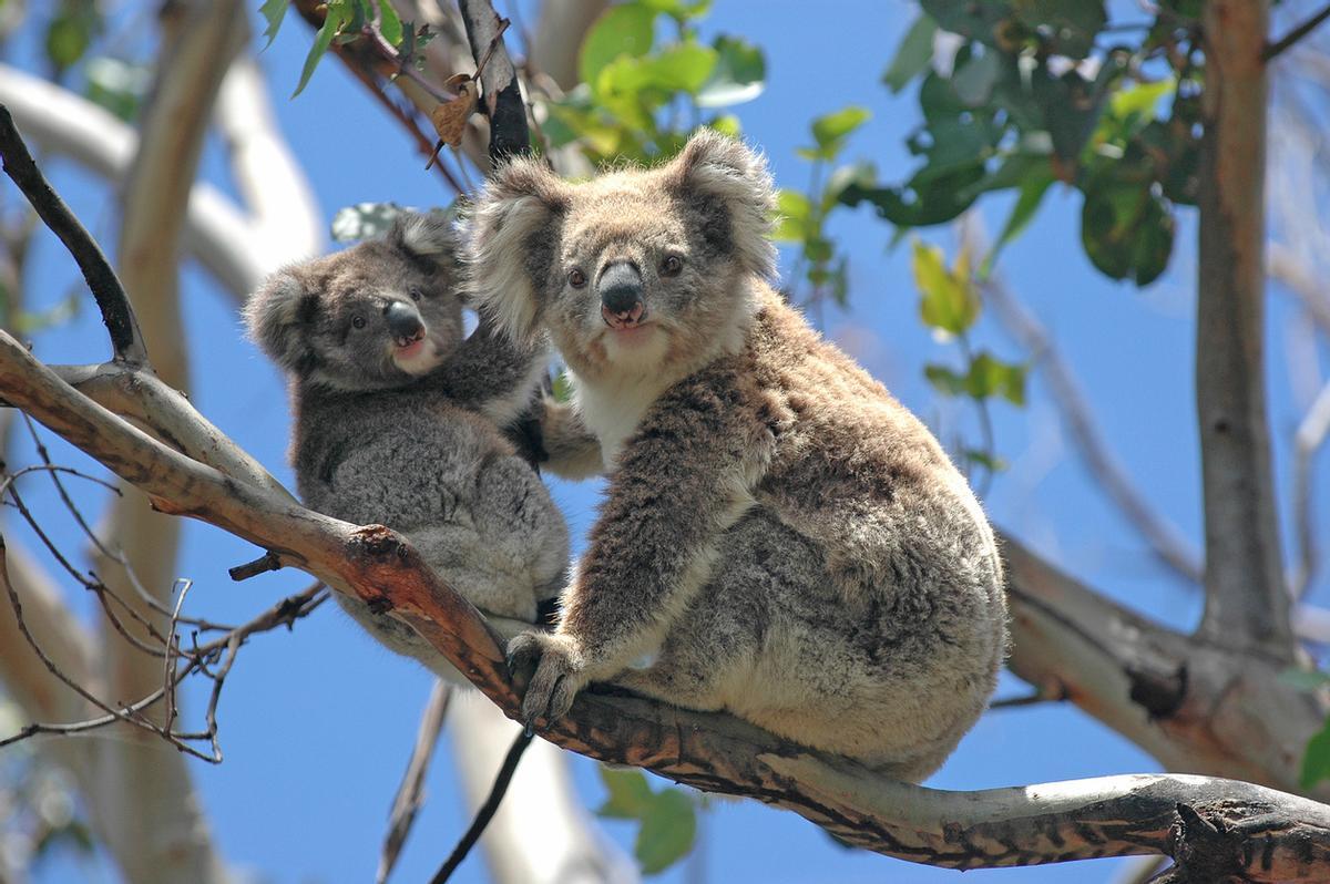 El koala es un marsupial endémico de Australia que habita en los bosques de eucaliptos de la costa este y sur del país (Queensland, Nueva Gales del Sur, Victoria y Australia Meridional).