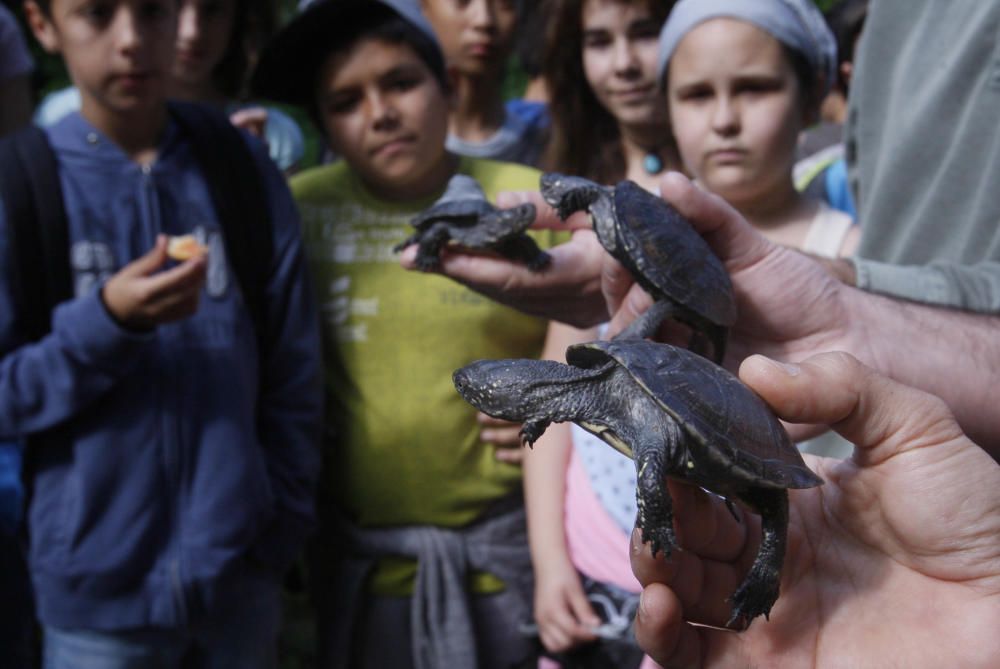 Alliberen al riu Ter diversos exemplars de tortuga d''estany