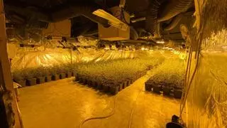 Detenen tres homes i desmantellen dues plantacions de marihuana en naus del polígon de Les Comes d'Igualada