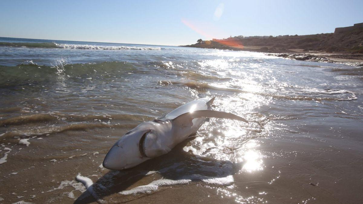 El tiburón varado en la playa