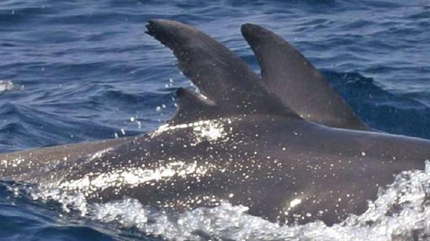 Un delfín lleva más de 10 años viviendo en aguas de Ibiza