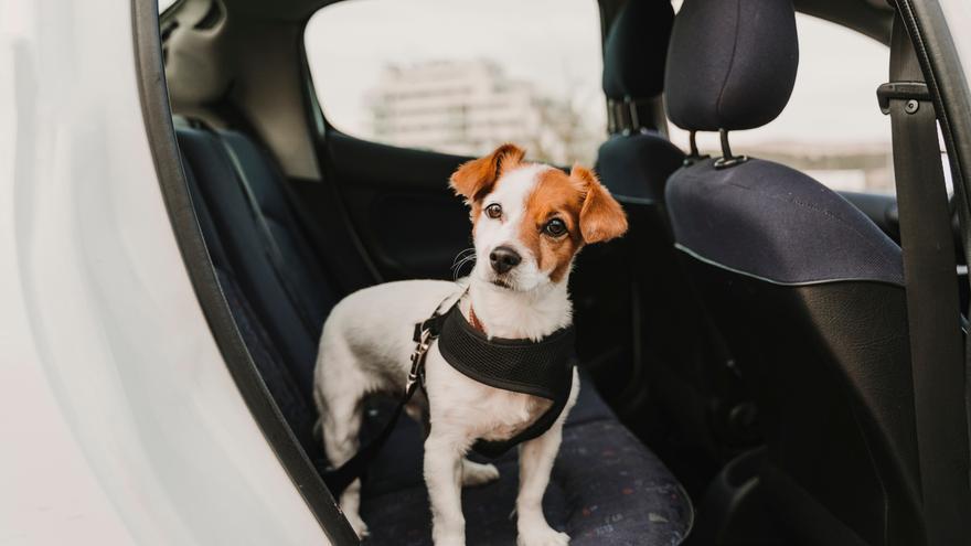 ¿Tus mascotas viajan en coche? Estas poniéndoles en peligro