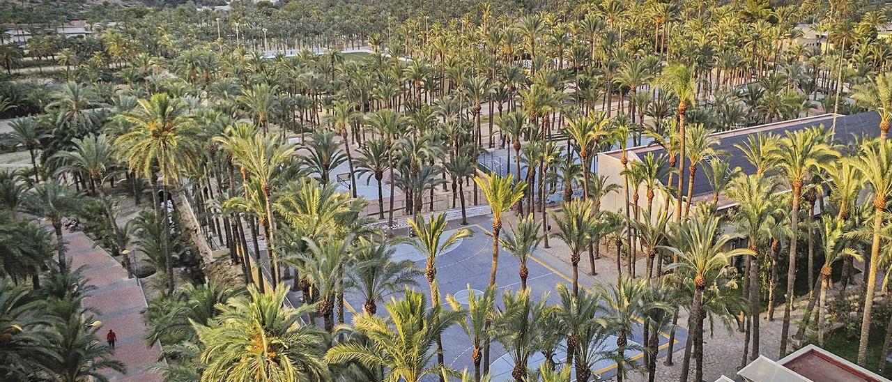 En el Palmeral de Orihuela hay 8.931 palmeras, 6.044 en fincas públicas y el resto en privadas. | TONY SEVILLA