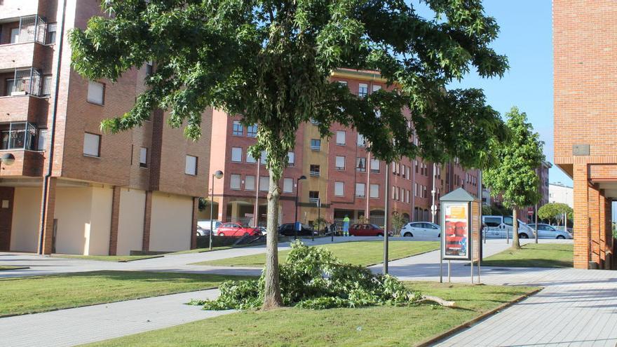 Cae una rama de cuatro metros de un árbol de la plaza Juanín de Mieres de Oviedo