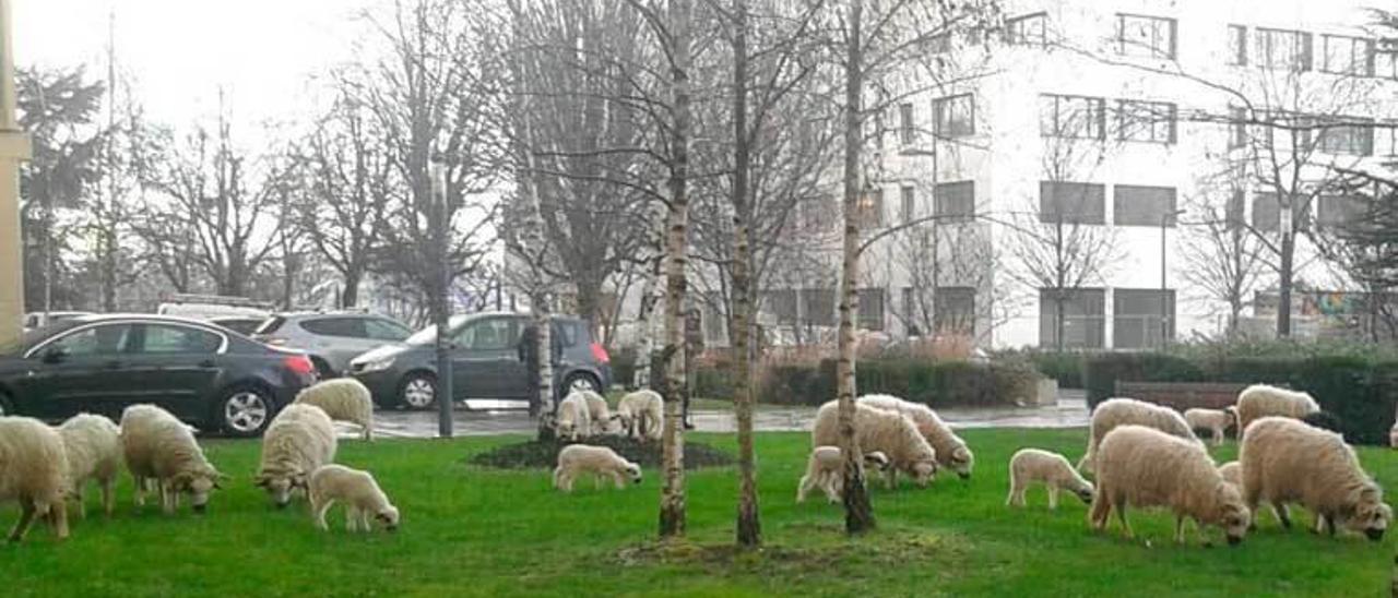 Varias ovejas pastan en los jardines de la Universidad Paris Ouest Nanterre La Dèfense.