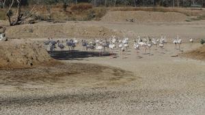 Un grupo de flamencos recorre una laguna completamente seca en La Cañada de los Pájaros, junto al Espacio Natural de Doñana.