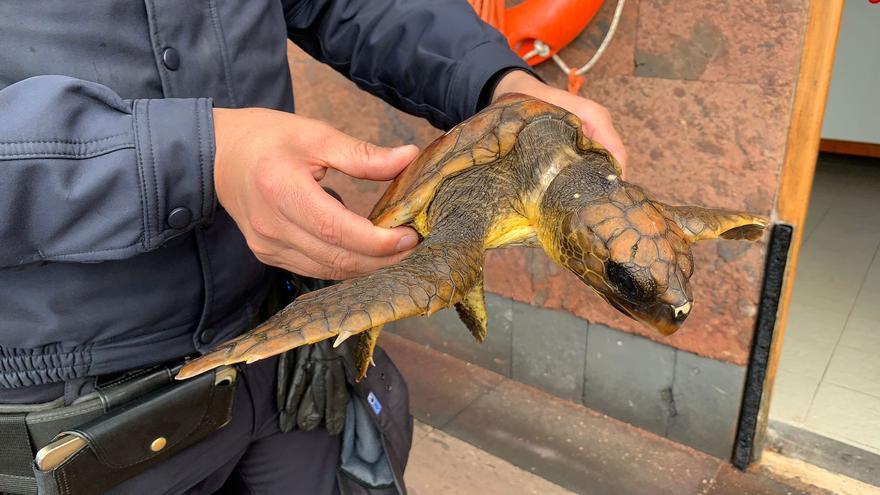 Rescatan en Bajamar una tortuga enredada en unas cuerdas