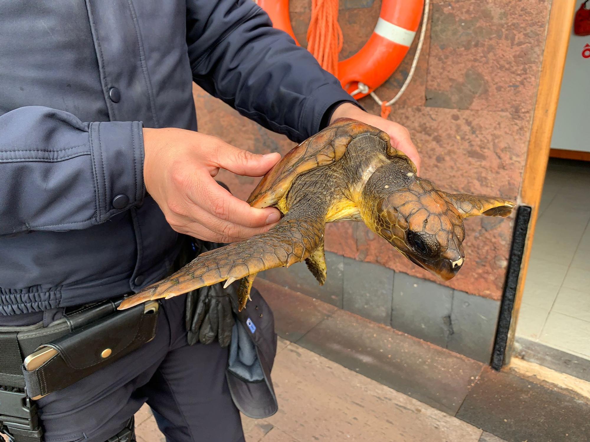 Tortuga rescatada en la playa de Bajamar