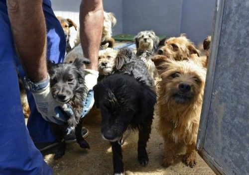 Perros rescatados de la casa en Tinajo donde se encontraron unos rest