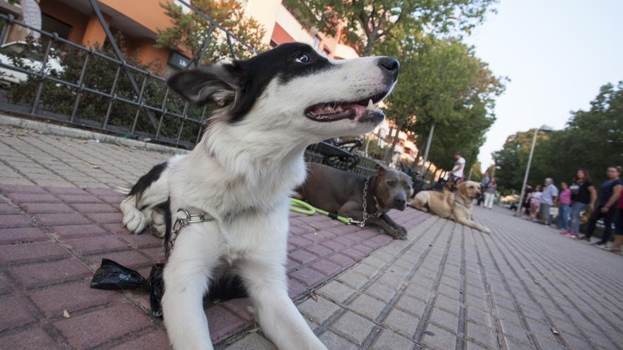 7.109 perros en busca de seguro en Cáceres