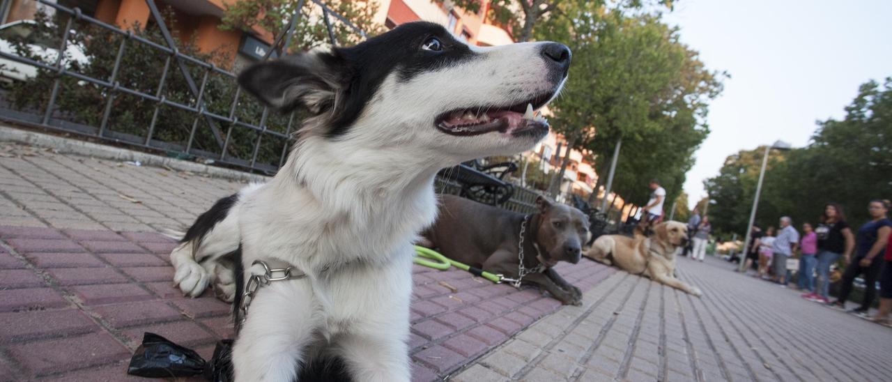 Mascotas en una demostración en la calle Londres de Cáceres.