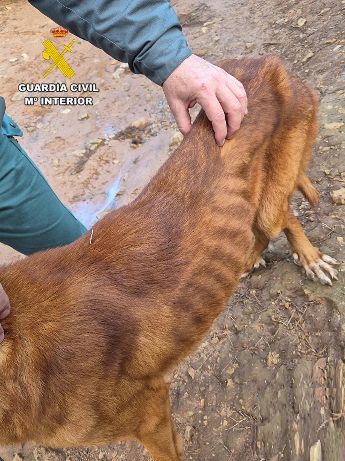 Delgadez extrema en la que fue hallado el perro en una finca de es Mercadal.