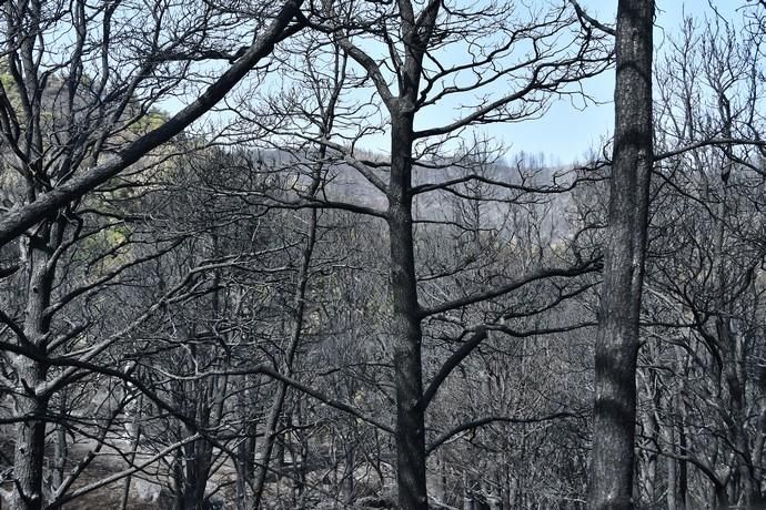 23/08/2019 CUMBRE. Paisaje después del incendio de Valleseco.   Fotógrafa: YAIZA SOCORRO.  | 23/08/2019 | Fotógrafo: Yaiza Socorro