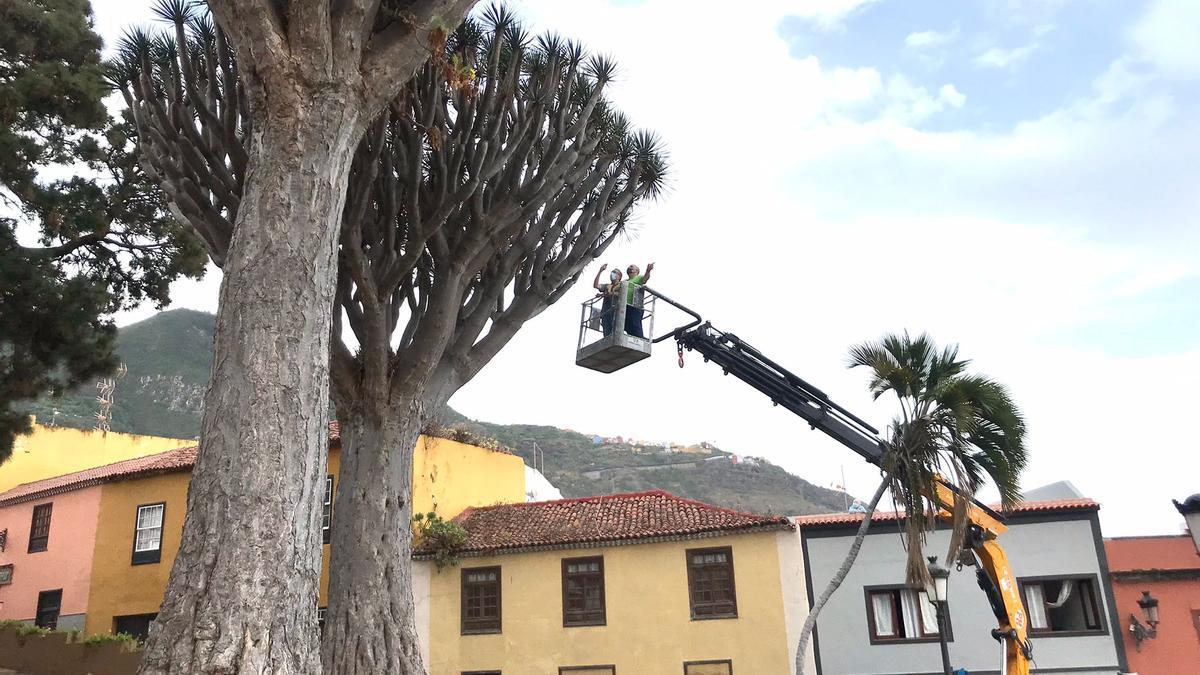 Una grúa permitió a los expertos observar de cerca la copa de los dragos gemelos