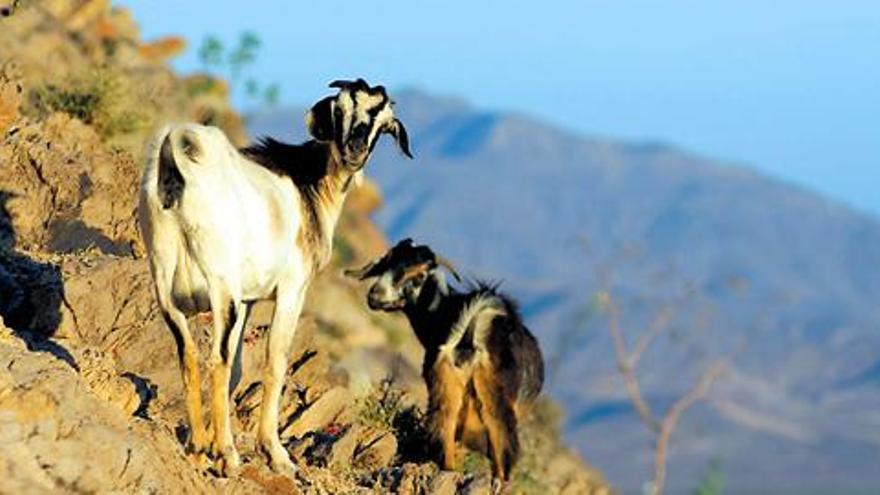 Dos cabras de costa pastan libremente en la zona de Barlovento.