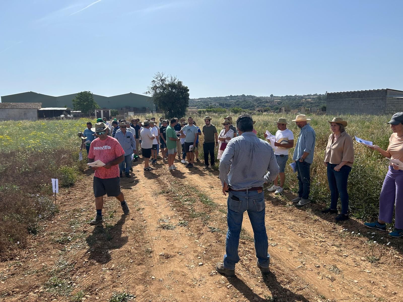 Agricultura | La jornada en el campo experimental de cereales en Maria de la Salut, en imágenes
