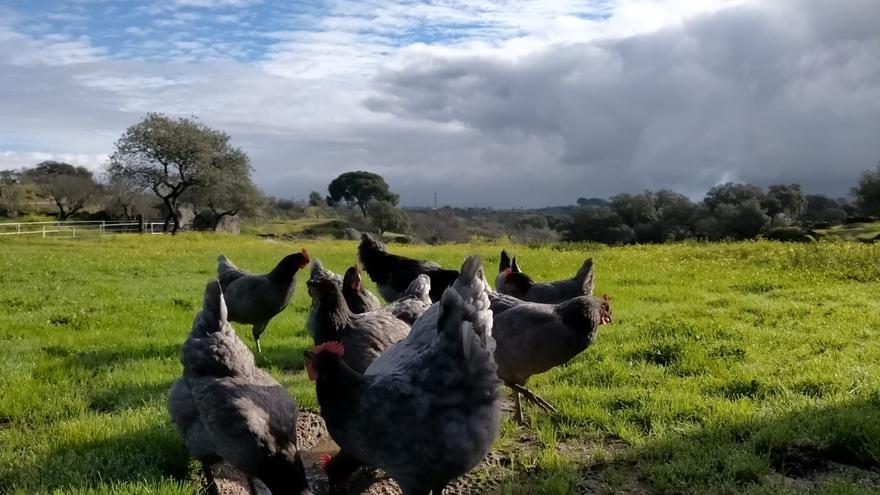 El auge de la Gallina Extremeña Azul