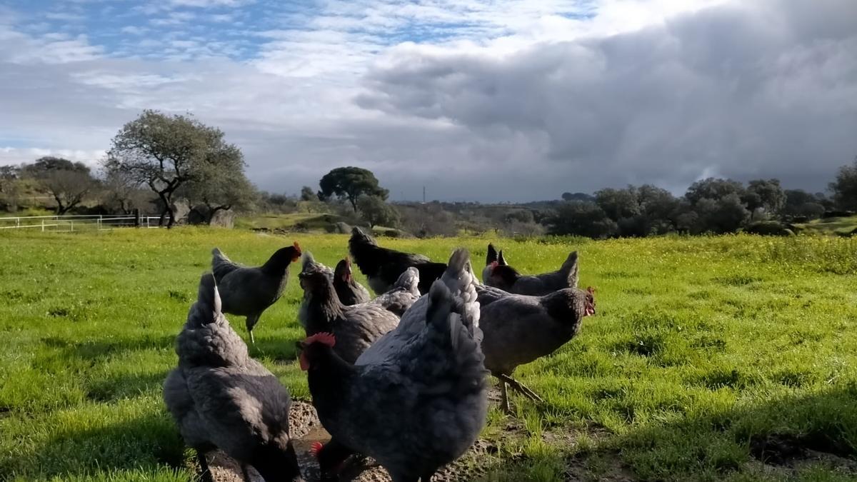 Grupo de gallinas extremeñas azules en una explotación en la provincia de Cáceres.