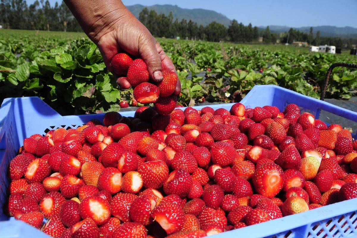 Un recolector muestra unas fresas cosechadas en Pelluhue, en Chile.