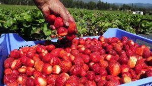 Un recolector muestra unas fresas cosechadas en Pelluhue, en Chile.