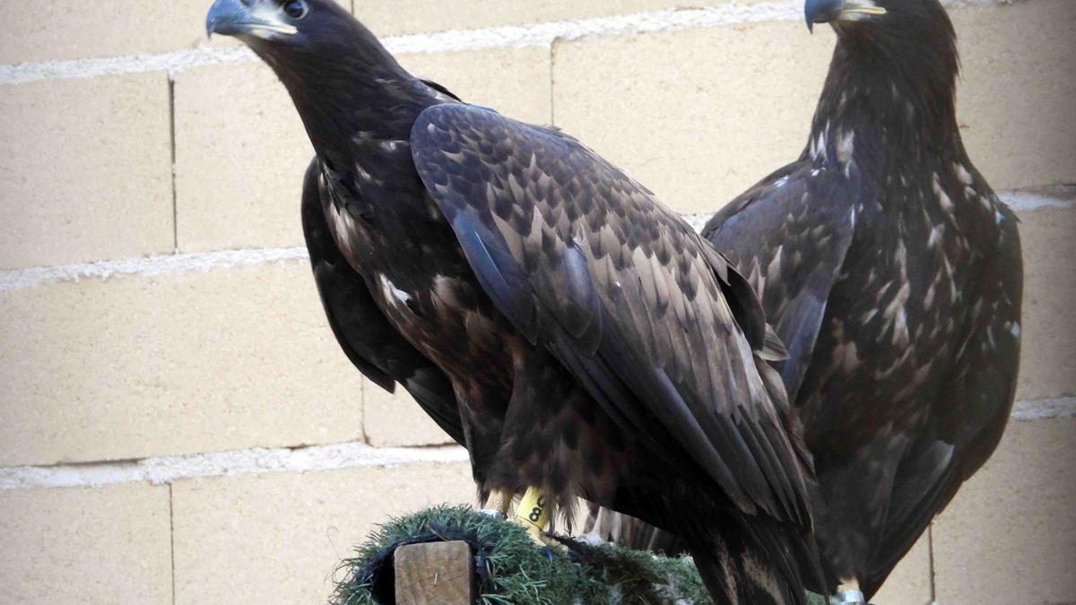 Varios pigargos jóvenes que serán liberados en Asturias.