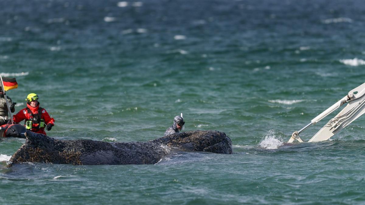 Ballena varada en aguas del mar Báltico.