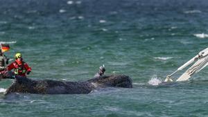 Ballena varada en aguas del mar Báltico.