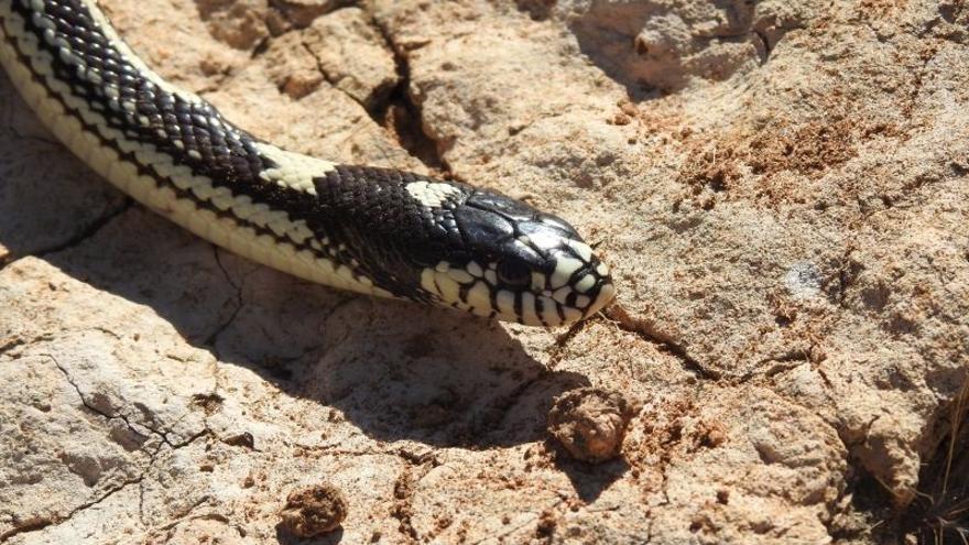 La culebra californiana extingue a los reptiles exclusivos de Gran Canaria