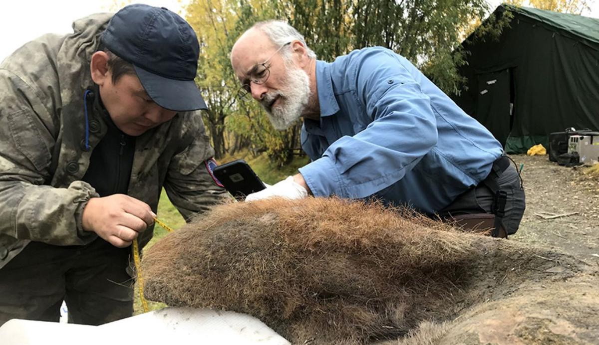 Reconstruït el cromosoma d’un mamut llanut de fa 52.000 anys