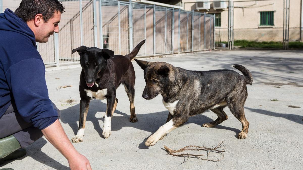 Un hogar para los perros sin dueño de Zaragoza provincia