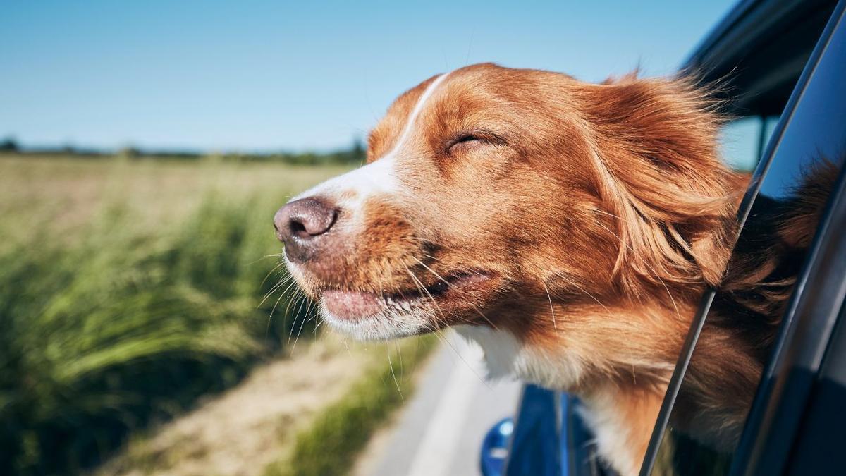 Alerta de la DGT: Los peligros de llevar a tu perro en el coche que debes conocer