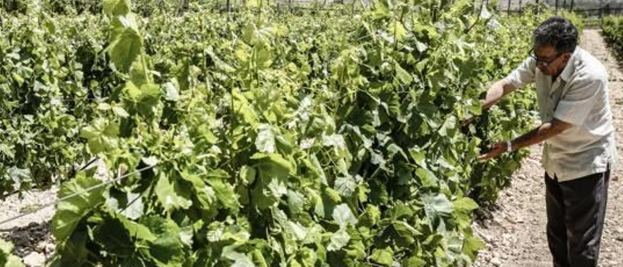 Una plantación de uva de mesa situada en Novelda durante el proceso de cuaje de las cepas.