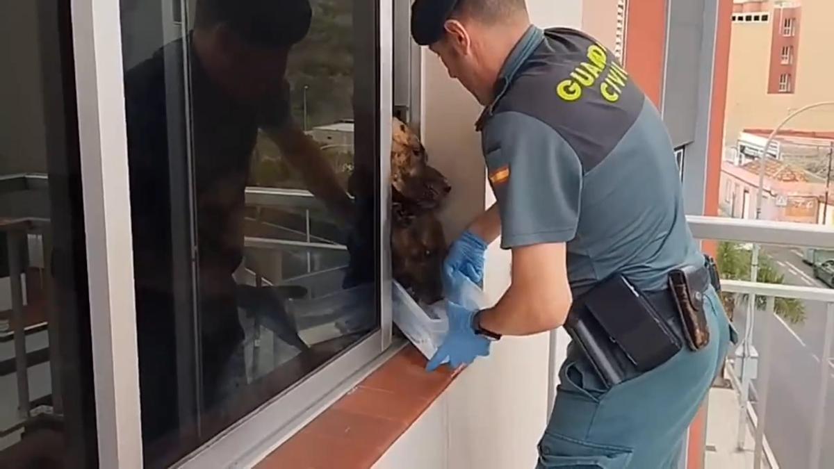 Un guardia civil, durante el rescate de los animales